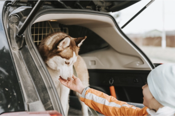 Hund wird in den Kofferraum für eine sichere Fahrt zum Tierarzt verbracht.